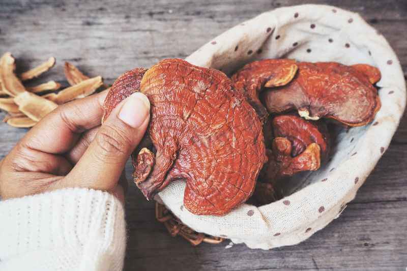 holding reishi mushroom on a small basket